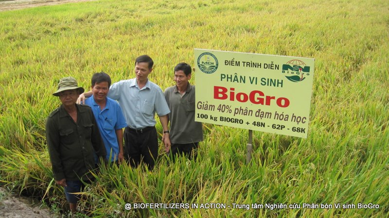 Ruộng bón phân bón vi sinh BioGro