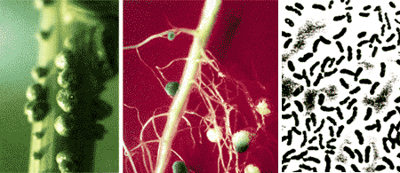 Vi khuẩn Rhizobium trong nốt sần của cây điền thanh Vi sinh vật cố định nito trong trên rễ cây và vi khuẩn Azospirillum phóng đại lên 1500 lần