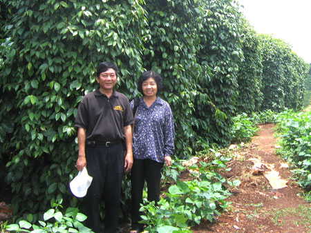 PGS.TS Nguyễn Thanh Hiền chụp tại Vườn hồ tiêu bón phân vi sinh BioGro tại Nam Trung Bộ