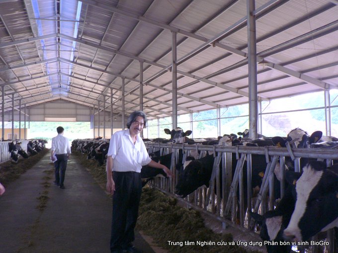 Xử lý chất thải chăn nuôi bò tại trang trại sữa Mộc Châu